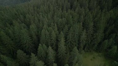 Hava aracı görüntüsü, kamera yeşil çam ormanının üzerinde uçuyor. Avrupa 'daki Karpatlar' ın sinematik görüntüleri. 4k renk düzeltilmiş çekim