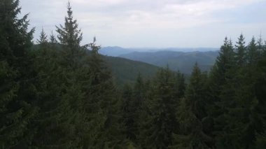 Hava aracı görüntüsü, kamera yeşil çam ormanının üzerinde uçuyor. Avrupa 'daki Karpatlar' ın sinematik görüntüleri. 4k renk düzeltilmiş çekim