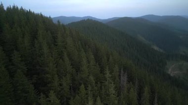 Yazın, güneşli bir günde, ufuk çizgisi parlak bulutlarla yeşil ormanın üzerinde uçmak. Karpat Dağları, Avrupa. 3k renk düzeltilmiş görüntü. Klasik Avrupa ormanlarının havadan görünüşü