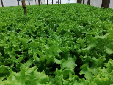 lechuga que crece en jardn de hidropona  