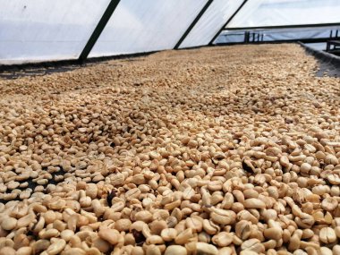 secado de caff en secadora solar