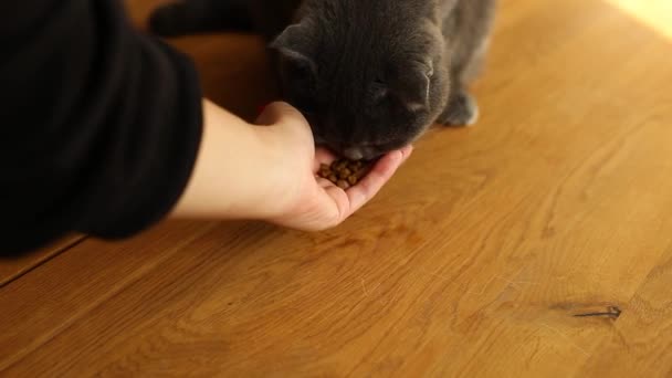 Frau Reicht Einer Niedlichen Grauen Hauskatze Trockenfutter Füttert Ihr Haustier — Stockvideo