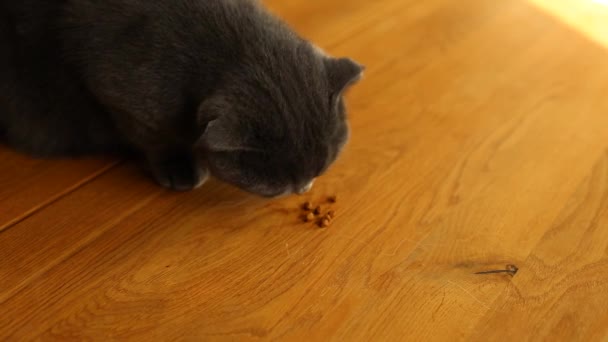 Gato Scottish Cinzento Bonito Dobra Comer Pelotas Comida Seca Mesa — Vídeo de Stock