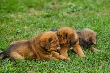 Küçük köpek yavruları Newfoundland, etrafta koşuşturuyor, yeşil çimlerin üzerinde yaz parkında oynuyor.