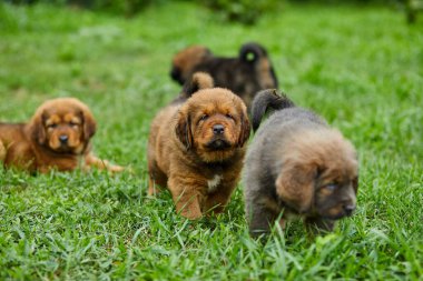 Küçük köpek yavruları Newfoundland, etrafta koşuşturuyor, yeşil çimlerin üzerinde yaz parkında oynuyor.