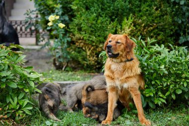Şirin Newfoundland yavruları annelerinin sütüyle meme emiyor yeşil çimenlerin üzerinde yatıyor, köpek emziriyor, yavru köpekleri olan dişi köpekler....