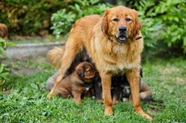 Şirin Newfoundland yavruları annelerinin sütüyle meme emiyor yeşil çimenlerin üzerinde yatıyor, köpek emziriyor, yavru köpekleri olan dişi köpekler....