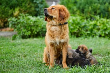 Şirin Newfoundland yavruları annelerinin sütüyle meme emiyor yeşil çimenlerin üzerinde yatıyor, köpek emziriyor, yavru köpekleri olan dişi köpekler....