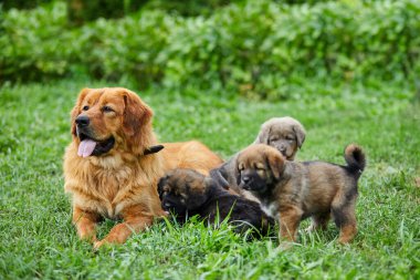 Şirin Newfoundland yavruları annelerinin sütüyle meme emiyor yeşil çimenlerin üzerinde yatıyor, köpek emziriyor, yavru köpekleri olan dişi köpekler....