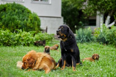 Aile Newfoundland köpekleri, köpek yavrularıyla, etrafta koşuşturuyorlar, yeşil çimlerin üzerindeki yaz parkında oynuyorlar..