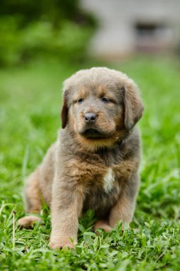 Kahverengi, mutlu köpek yavrusu Newfoundland yaz parkında yeşil çimlerin üzerinde sevimli gülümseyen köpek..