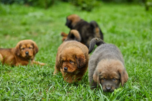 Little Puppys Newfoundland Running Playing Summer Park Green Grass Outdoor — Φωτογραφία Αρχείου