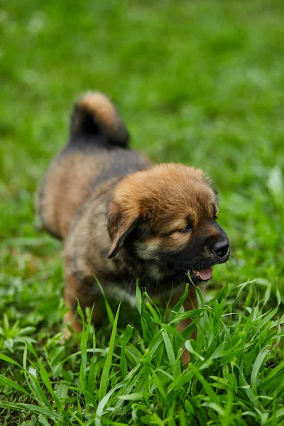 Brown Bonito Cachorro Feliz Terra Nova Cão Sorriso Adorável Parque — Fotografia de Stock