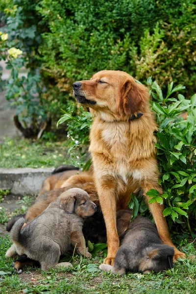 Lindos Cachorros Terranova Chupando Pecho Con Leche Sus Madres Acostado —  Fotos de Stock