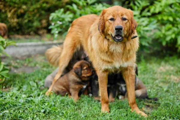 Lindos Cachorros Terranova Chupando Pecho Con Leche Sus Madres Acostado —  Fotos de Stock