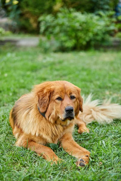 Cão Bonito Terra Nova Deitado Grama Verde Parque Verão Livre — Fotografia de Stock