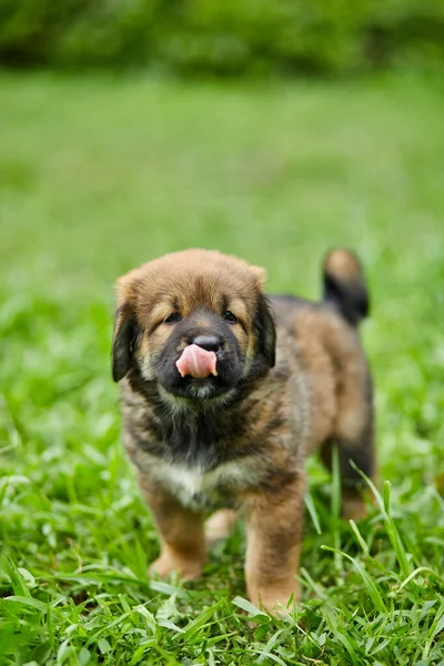 Brown Cute Szczeniak Szczęśliwy Nowa Fundlandia Uroczy Pies Uśmiech Letnim — Zdjęcie stockowe