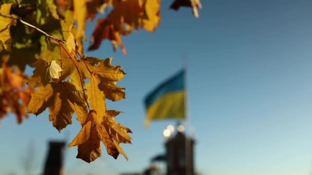 Stor Ukraina Flagga Nationell Symbol Vinka Vinden Blå Himmel Höstlöv — Stockvideo