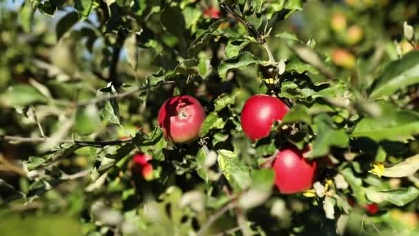 Långsam Rörelse Mogna Röda Äpplen Träd Fruktträdgård Redo För Skörd — Stockvideo