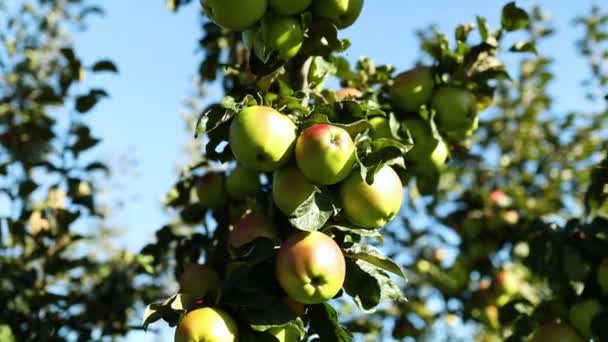 スローモーション秋の季節に枝から果物を収穫する準備ができて果樹園で緑のリンゴの木を熟す ウクライナのリンゴ — ストック動画
