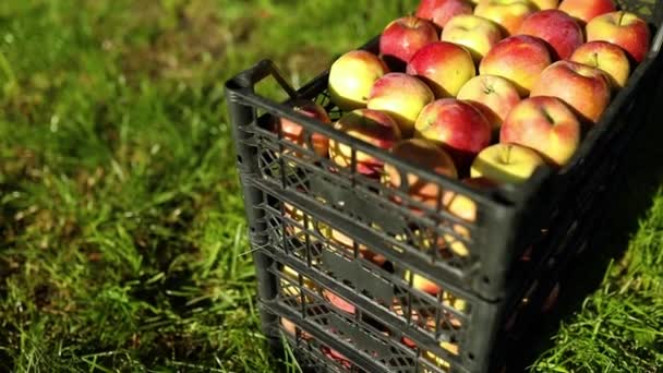 Zbiory Świeżych Organicznych Czerwonych Jabłek Czarnych Skrzynkach Zbiory Rynek Lokalny — Wideo stockowe