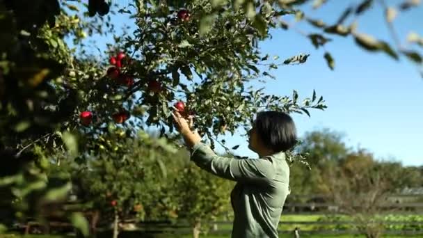 Wolno Poruszająca Się Kobieta Zbierająca Czerwone Dojrzałe Jabłko Drzewa Zbierająca — Wideo stockowe
