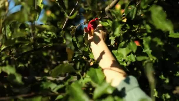 Slow Motion Kvinna Plocka Ett Rött Moget Äpple Från Träd — Stockvideo