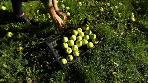 Медленное Движение Женщина Подбирает Зеленое Спелое Яблоко Коробке Собирает Плоды — стоковое видео