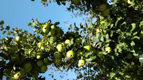 슬로우 과수원에 빵나무 가을철 우크라이나 사과의 가지에서 열매를 수확할 준비가 — 비디오