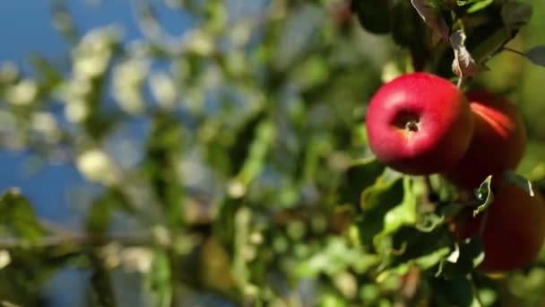 垂直录像慢动作 成熟的苹果树在果园里准备在秋天采摘枝条果实 阳光下 乌克兰苹果 — 图库视频影像