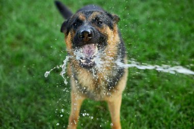 Ateşli bir yaz günü bahçedeki bahçe hortumundan su yakalamaya çalışan Alman kurdu.