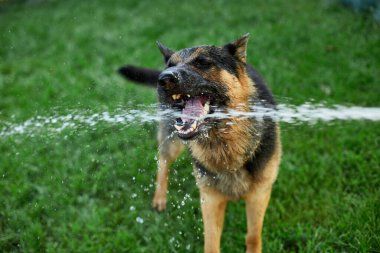 Ateşli bir yaz günü bahçedeki bahçe hortumundan su yakalamaya çalışan Alman kurdu.