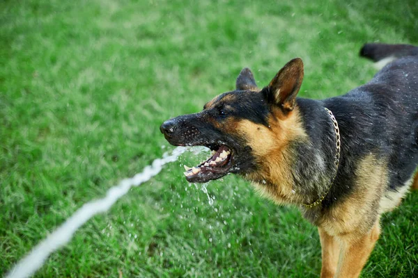 在一个炎热的夏天 德国牧羊犬想在自家后院从花园的软管里取水 — 图库照片