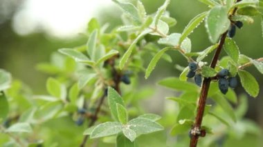 Böğürtlenli böğürtlen, büyük böğürtlen, sağlıklı gıda konsepti, hasat zamanı.