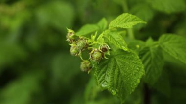Yeşil olgunlaşmamış ahududu, su damlası ile bir çalılıkta yetişir, yakın..