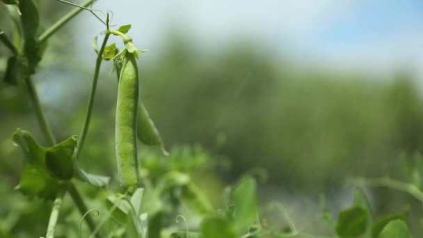 庭の緑のエンドウ豆 熟したエンドウ豆のある農業分野 有機食品を散布し スプレーを使用して真菌 アブラムシや害虫から保護します — ストック動画