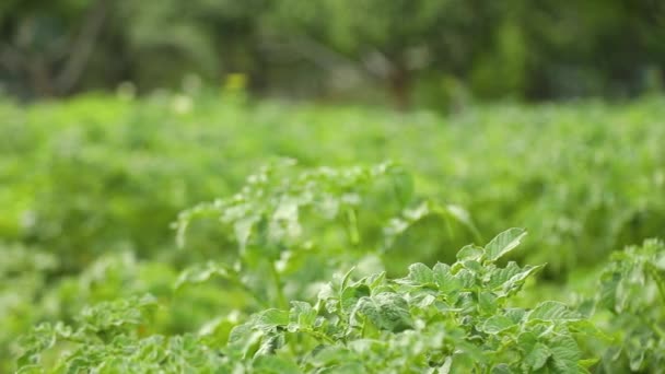 Primer Plano Las Filas Del Campo Patatas Con Arbustos Verdes — Vídeo de stock