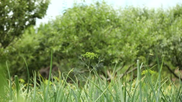 Virágzó Kapor Növekvő Kapor Mezőgazdasági Termelő Ültetvény Nyáron Tavasszal Kertben — Stock videók