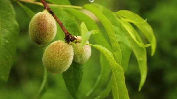Zöld Éretlen Őszibarack Egy Faágon Egy Gyümölcsösben Közelről Biogazdálkodás Fogalma — Stock videók