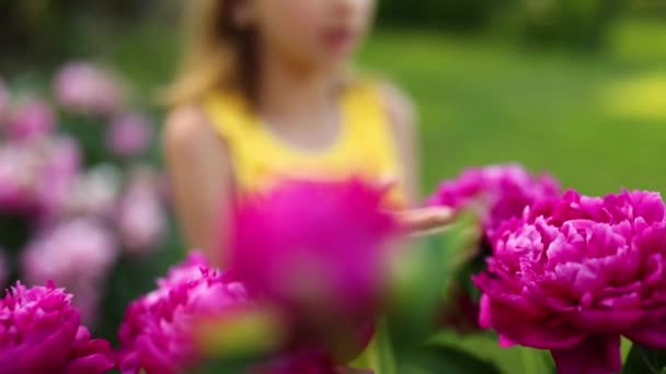 Mała Dziewczynka Ogrodzie Krzakach Piwonii Dziecko Powącha Kwiat Letni Wieczór — Wideo stockowe