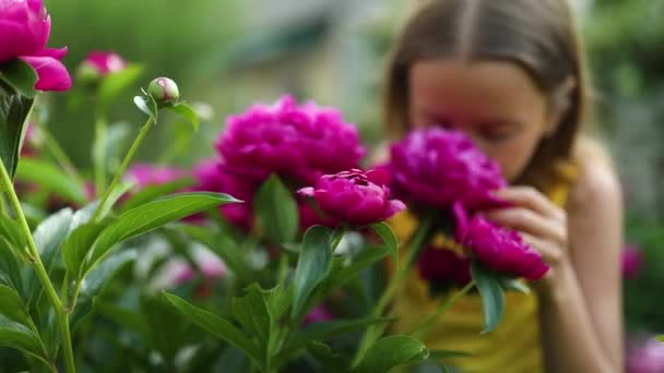Маленька Дівчинка Саду Кущах Півоній Дитина Нюхає Квітку Літній Вечір — стокове відео