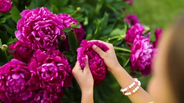 Little Girl Garden Bushes Peonies Child Touch Flower Enjoying Nature — Stock Video