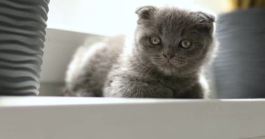 Çiçek saksılarındaki saksıların yanında pencerelerde oynayan sevimli İngiliz gri kedisi, komik kedi. Hayvanları severim, tatlım..