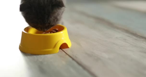 Cute Gray British Shorthair Kitten Eat Yellow Bowl Brown Dry — Stock Video