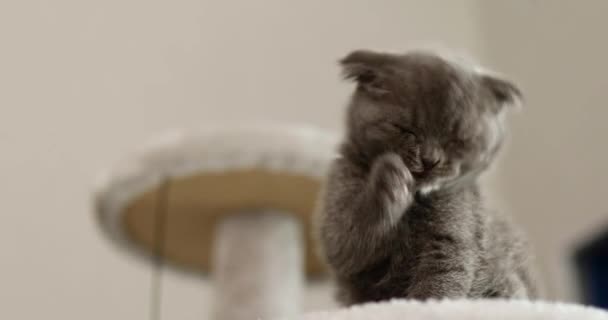 Симпатичный Шотландский Серый Котенок Облизывающий Лапу Дома Милый Забавный Кот — стоковое видео