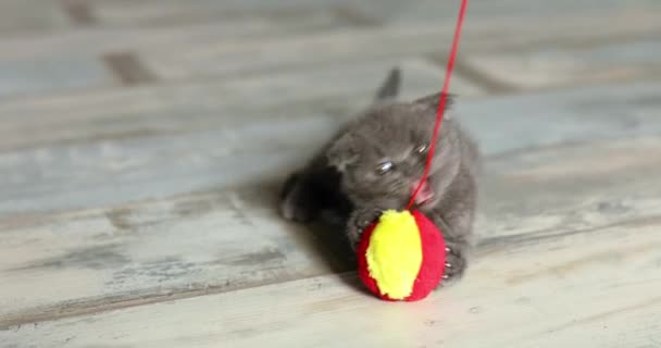 Cute Playful Scottish Fold Gray Kitten Playing Ball Home Funny — Stock Video