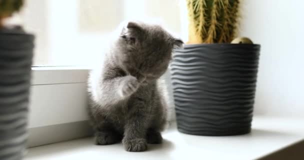 Cute Scottish Fold Gray Kitten Licking His Paw Home Lovely — 비디오