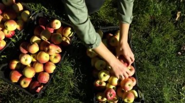 Yavaş çekimde bir kadın kutuya olgun kırmızı bir elma koydu, sonbahar mevsiminde daldan meyve topladı, güneş ışığı.