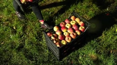 Slow motion, Woman hand put a crate, box with red ripe apples, harvesting fruit from branch at autumn season, sunlight. Local market or supermarket, Ukraine apples.