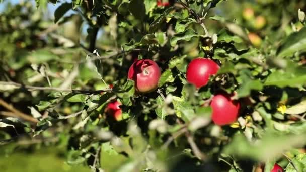 Långsam Rörelse Mogna Röda Äpplen Träd Fruktträdgård Redo För Skörd — Stockvideo